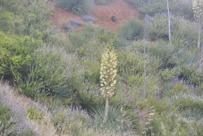 DSC_6864 (Large).JPG